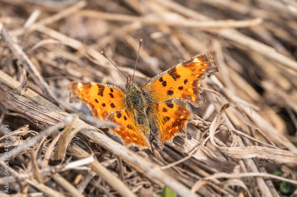 Obraz premium Close-up image of a vibrant orange butterfly on dried grass or straw, set in an outdoor environment Glossy wings illuminated by focused lighting