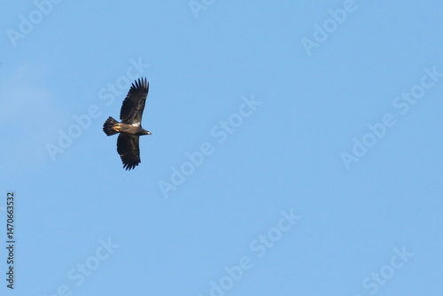 Golden Eagle in flight high up on blue sky