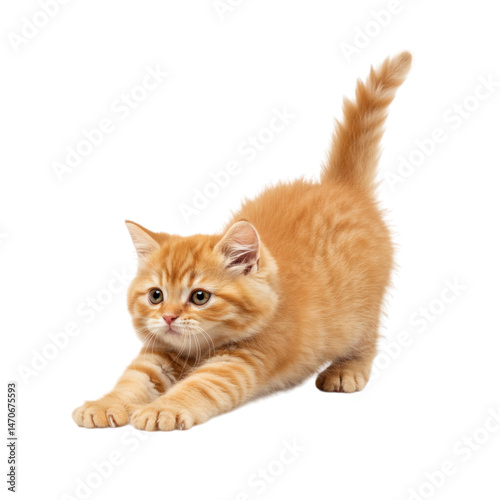 Ginger kitten stretching its body with tail upstanding while looking forward with innocent eyes, isolated on transparent background