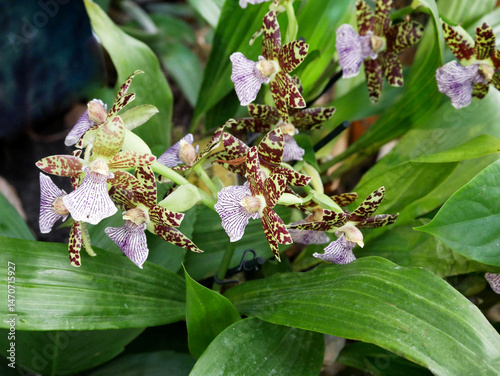 Various blooming Phalaenopsis collector's orchids displayed in a botanical garden. The vibrant flowers — in shades of , pink, and burgundy — create an elegant and exotic floral composition.