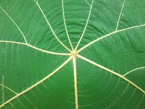 A close-up of a green leaf showing radial yellow veins and detailed texture with concentric patterns.
