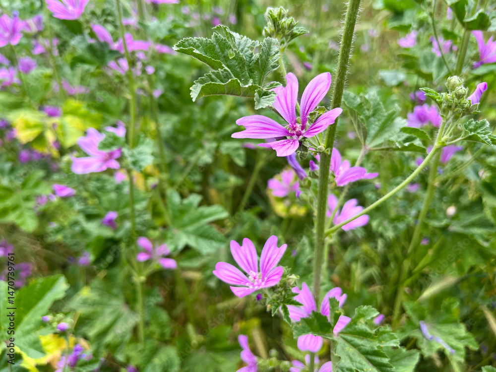 Pink wildflowers bloom in urban green space during spring Pink wildflowers bloom in urban green space during spring