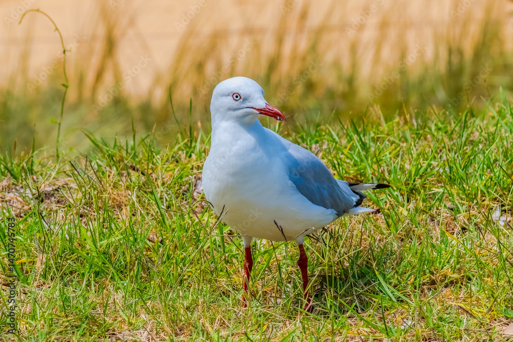 Fototapeta premium Seagull at the seaside