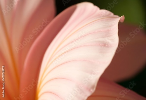 close up of a pink flower with a green background