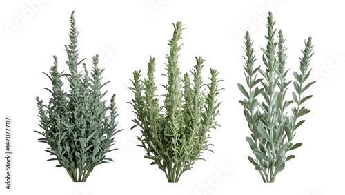 Three silver mound artemisia plant