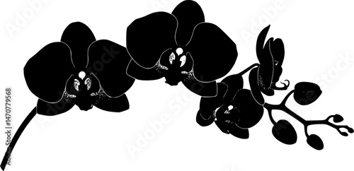 Black silhouette of orchid flowers. Black silhouette of branch with orchid flowers on a white background. EPS 10 version.