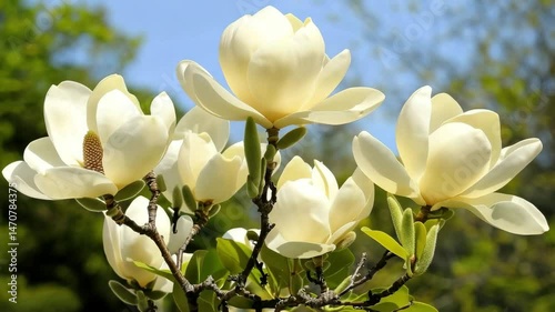 Elegant White Magnolia Flowers Blooming in Sunny Spring Garden
