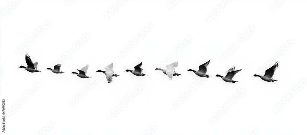 Obraz premium Nine birds flying in a diagonal line against a white sky, alternating between black and white feathers, showing motion and harmony