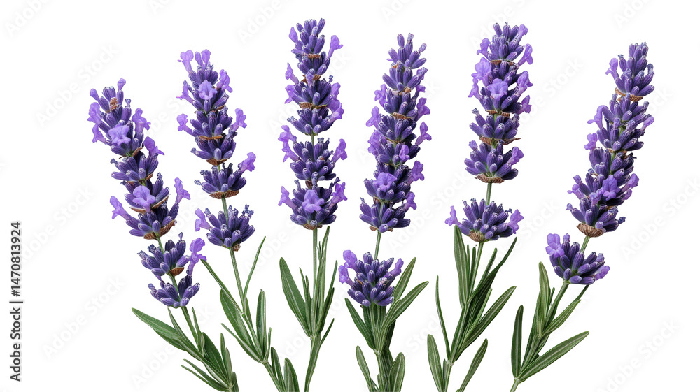 Naklejka premium Lavender blooms, vibrant purple flowers against a plain background symbolizing tranquility