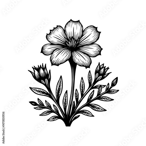 Detailed botanical illustration of a blossom with unopened buds and foliage