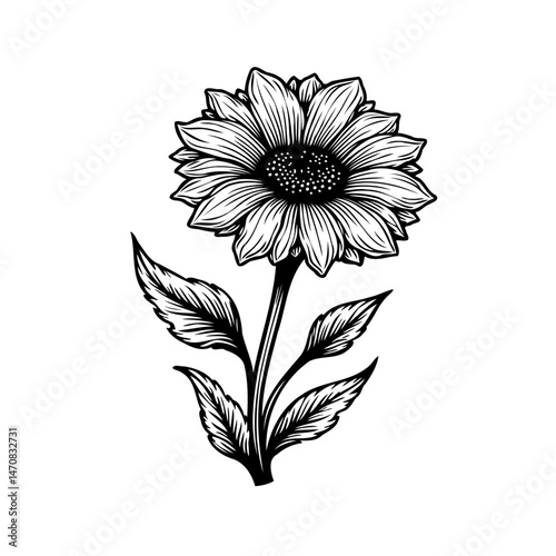 Detailed botanical illustration of a sunflower with its leaves on white backdrop