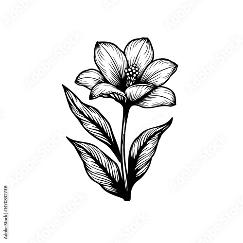 Elegant botanical illustration depicting a blooming flower with detailed line work