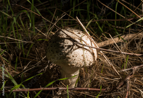 Macrolepiota procera, the parasol mushroom, is a basidiomycete fungus with a large, prominent fruiting body resembling a parasol.