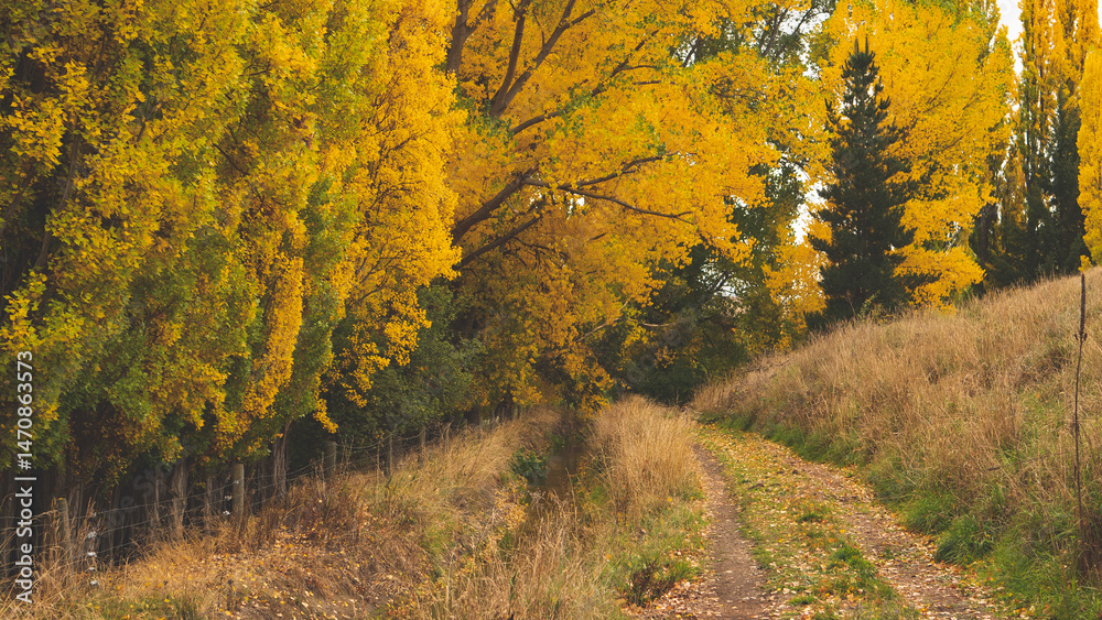 Fototapeta premium A path going through autumn forest park alexandra central otago new zealand golden fall colours