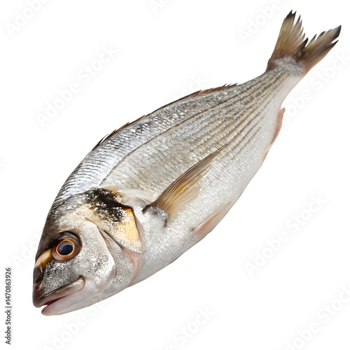 Fresh Shing Fish Isolated on White Background photo
