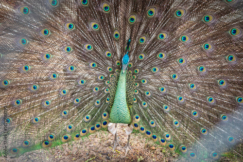 Hybrid male peafowl spreading tail. During the mating dance, the peacock turns in circles showing off his tail.