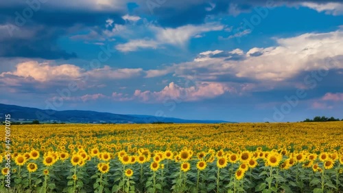 Sunflower field under dramatic sky