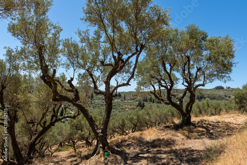 Olive Grove Path in Zakynthos. Dirt path winding through an olive grove on a dry hillside in Zakynthos, Greece, under the summer sun.