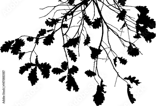 Vector illustration of natural oak branch