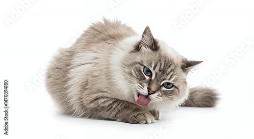 Gray and White Fluffy Cat with Blue Eyes Licking Its Nose on Isolated White Background
