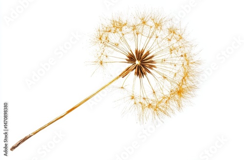 Dried dandelion seed head, light tan color,  isolated on white.  Delicate, intricate structure