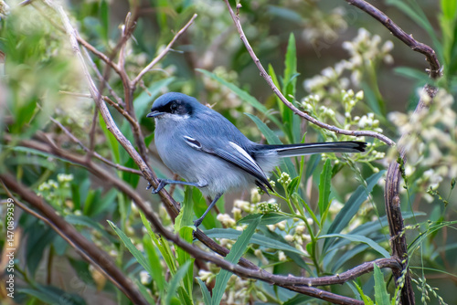 masked gnatcatcher (Polioptila dumicola) is a small beautiful songbird of South America