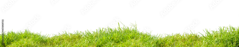 Obraz premium Long green grass on white background