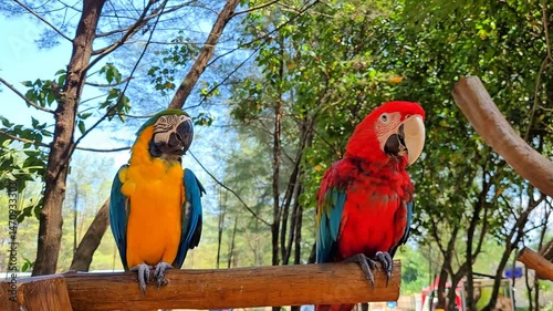A pair of beautifully colored parrots are perched on a tree branch and ready to be photographed.