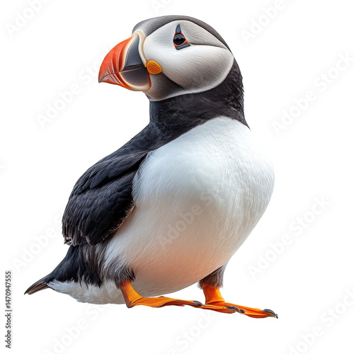 Captivating portrayal of an atlantic puffin with distinctive colorful beak and plumage photo