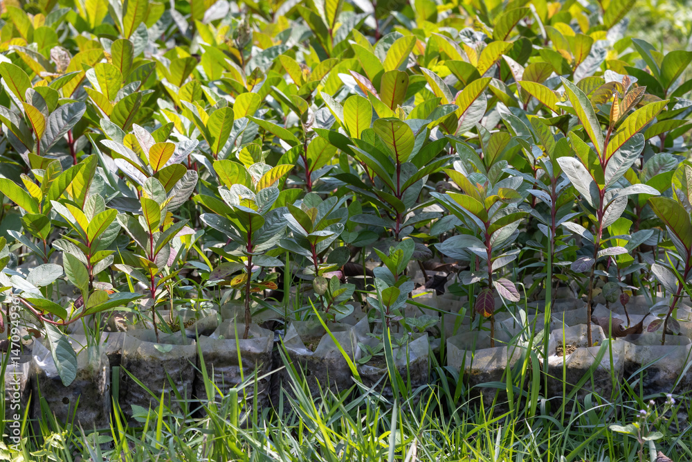 Obraz premium Young guava fruit tree plants in seedling bags are ready to be planted in the garden. They look so fresh and green, representing the cultivation of a fruit plant and embodying the agriculture concept.
