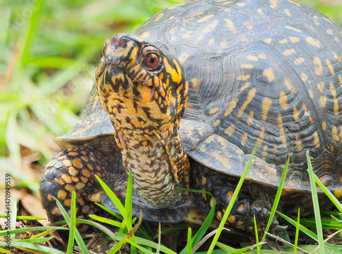 A Focus Stacked Close-up Image of an Eastern Box Turtle Crawling Through the Yard.