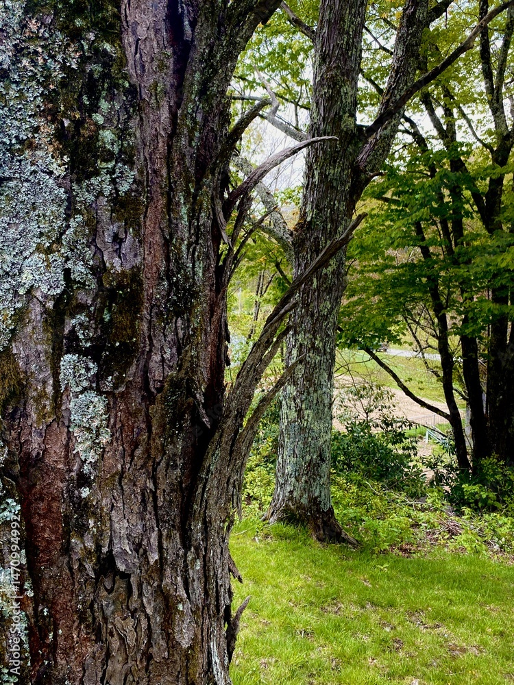 Naklejka premium old oak tree