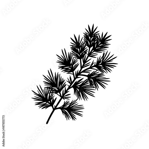 pine branch silhouette on white background  