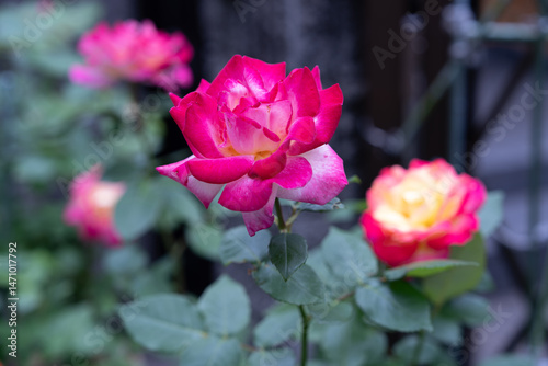 Fototapeta Naklejka Na Ścianę i Meble -  薔薇