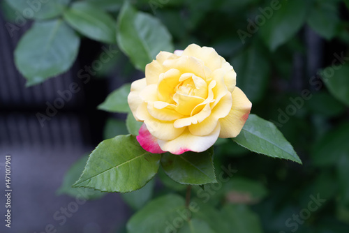 Fototapeta Naklejka Na Ścianę i Meble -  薔薇