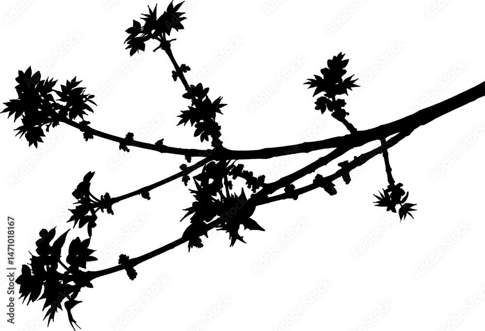Naklejka premium Vector illustration of a branch of Ailanthus Chinese Ash tree on a white background