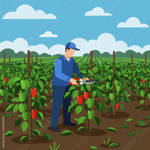 Worker Harvesting Ripe Peppers in Vegetable Garden During the Daytime