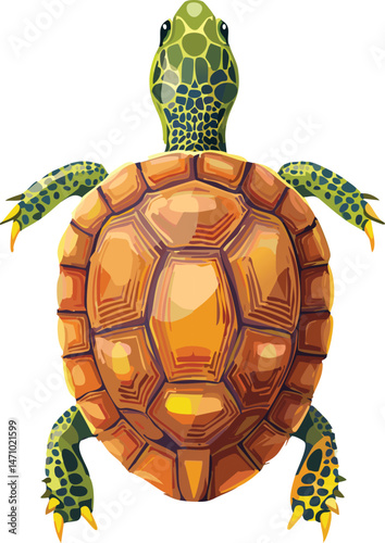 Box Turtle isolated on a transparent or white background, vector illustration