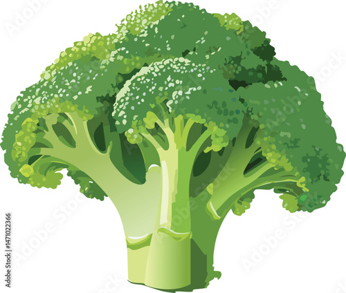 Broccoli isolated on a transparent or white background, vector illustration