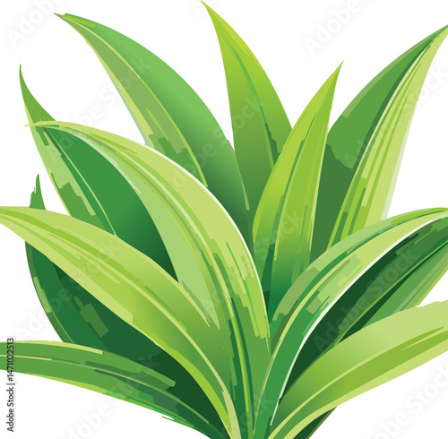 Pandan Leaves isolated on a transparent or white background, vector illustration