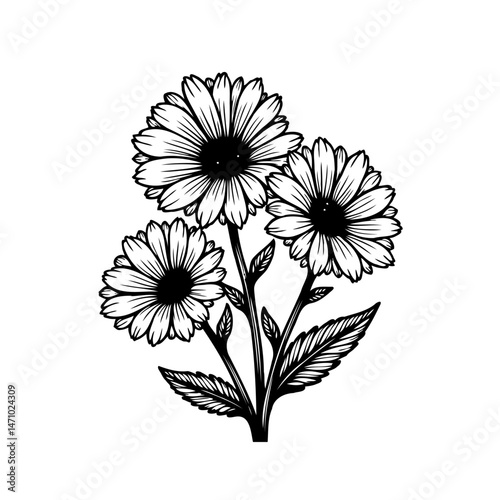Detailed botanical illustration of blooming daisies, conveying serene beauty