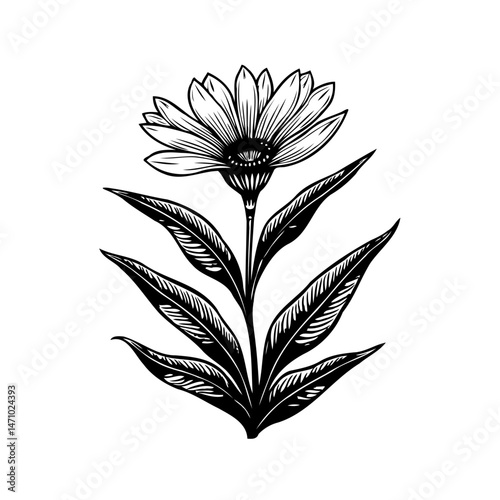 Detailed monochrome illustration of a blossoming flower with striking leaves