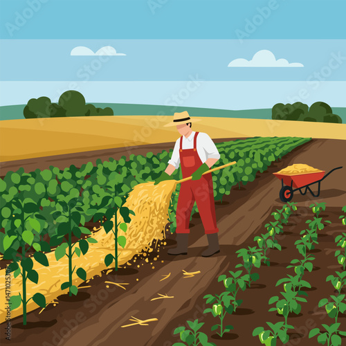 Farmer Spreading Straw Mulch Between Vegetable Rows in Agricultural Field