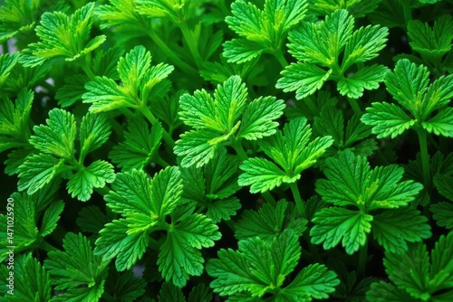 Intricate parsley leaf pattern, vibrant green hues , spring, summer, isolated