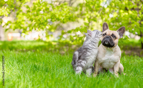 Maine coon cat kisses French Bulldog  on green summer grass. Empty space for text