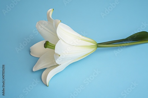 White Lily Flower on Bright Blue Background with Minimalist Aesthetic photo