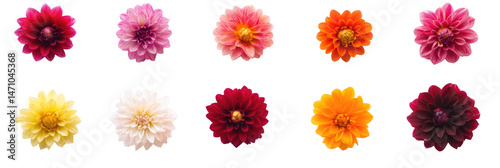 Collection of real colorful dwarf dahlia flower heads on transparent background

