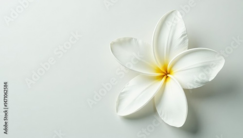 Close-up of pristine white petals on a minimalist background, blossom, card