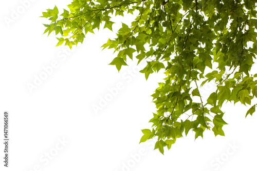 Cut out of green leaves on white background