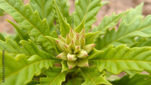 Close-up view of qat aka chat plant, local stimulant leaves, Yemen